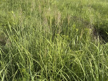 Green grass and plants in a sunny field under a blue sky with scattered clouds.