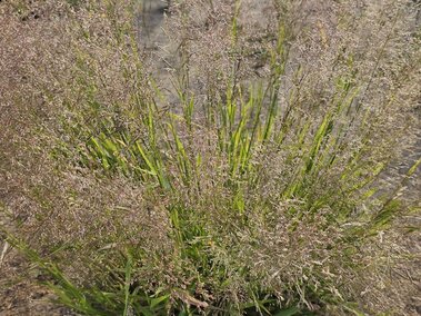 Redtop with delicate purple-tinged flowers growing on dry, cracked soil under a partly cloudy sky.