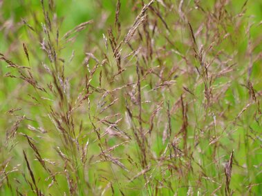 Redtop grass swaying against a vibrant green background.