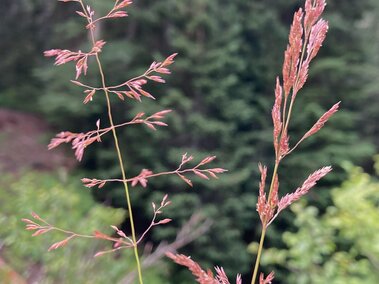 Redtop grass with delicate red seed heads against a blurred forest background.
