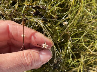 A closeup of starry stonewort flowers next to an individual's fingers for scale.