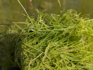 A dense mat of starry stonewort pulled out of a waterbody.