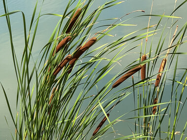 A patch of narrow-leaf cattail plants near a waterbody.