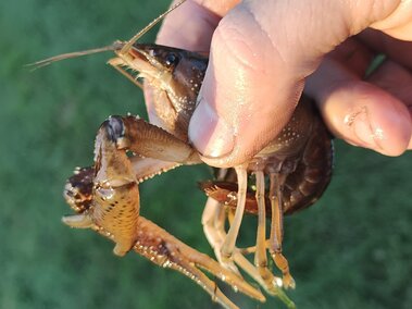 A closeup of an individual holding a white river crayfish
