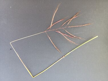A closeup of a Caucasian bluestem seedhead and stem