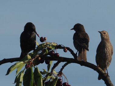 Three European starlings perched on a cherry tree branch, one eating a cherry under a clear blue sky.