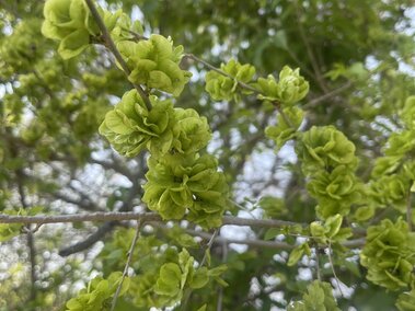 Flowers of Siberian elm against a blurred background of foliage and sky.