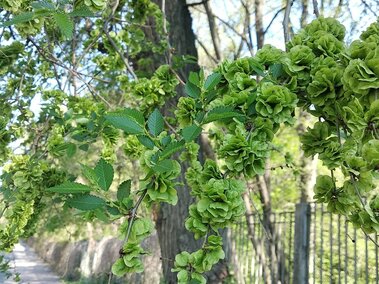 Siberian elm branch with clusters of bright green flowers, next to a sidewalk and metal fence.