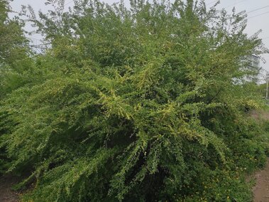 Siberian elm with small leaves, surrounded by wildflowers and a dirt path under an overcast sky.