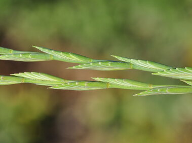 Close-up of green grass seed heads with a blurred natural background.