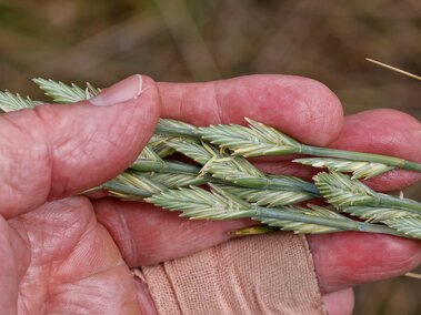 A hand gently holding green tall wheatgrass seedheads.