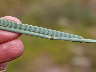 Close-up of a hand holding a blade of tall wheatgrass with a small insect inside the leaf sheath.