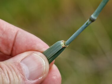 Hand holding a tall wheatgrass stem with a jointed section in focus.