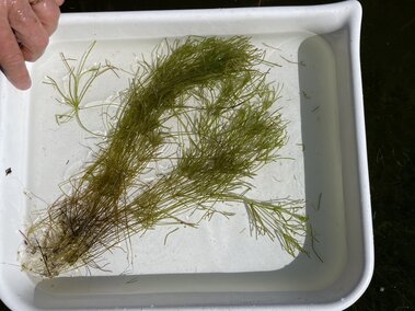 Some fragmented starry stonewort plants in a container with water.