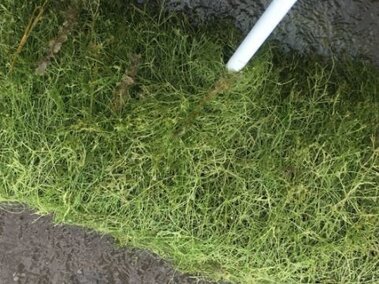 A dense mat of starry stonewort covering a rake.