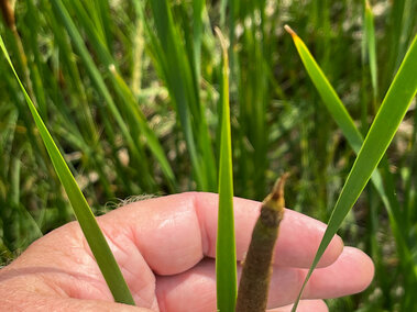 An individual holding the end of a narrow-leaf cattail plant's leaves and flower.