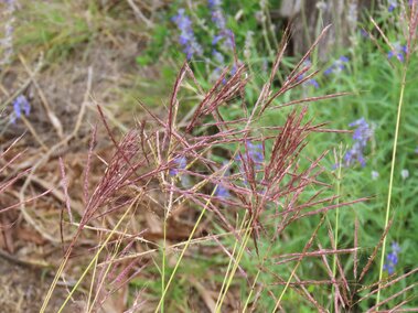 A cluster of Caucasian bluestem seedheads in a forested area