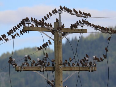 European starlings perched on power lines and wooden pole against a backdrop of trees and blue sky.