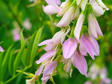 Goatsrue flowers with green leaves in a lush outdoor setting.