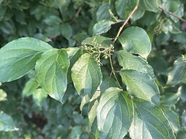 Roughleaf dogwood leaves with obvious veins on a stem. 
