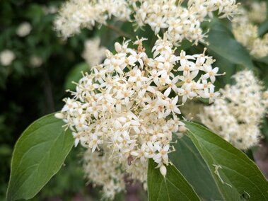 Cluster of small white flowers with green leaves in natural outdoor setting.