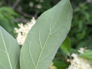 Underside of leaf with visible veins, with white flowers and blurred greenery in the background.