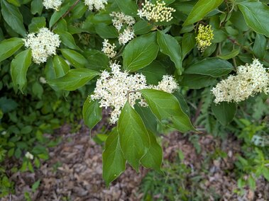 White flower clusters and green leaves on a roughleaf dogwood shrub. 