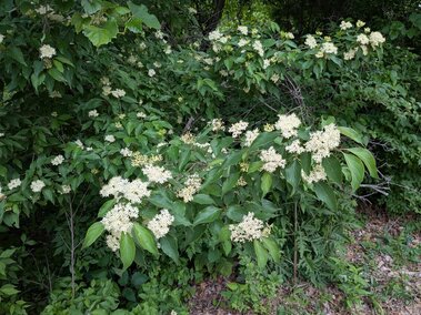 White blossoms on a roughleaf dogwood shrub surrounded by dense greenery in an outdoor setting.