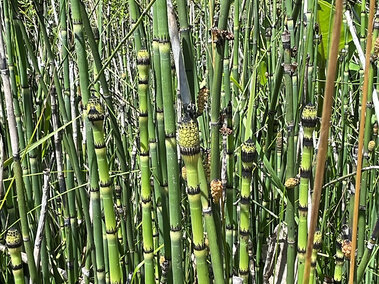 Dense stand of scouring rush under bright sunlight.