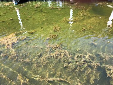 A waterbody infested with starry stonewort.