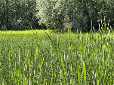 A field of narrow-leaf cattail plants.
