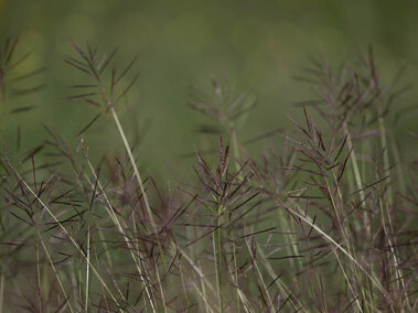 A closeup of Caucasian bluestem seedheads