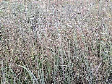 A field of creeping foxtail intermixed with other grass species