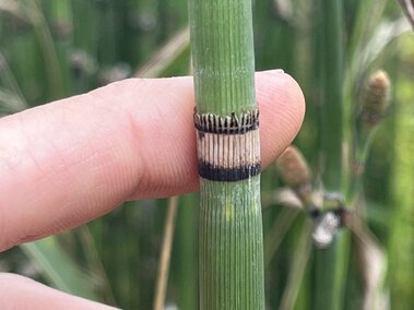 Hand holding scouring rush stem with distinct gray and black banded node. 