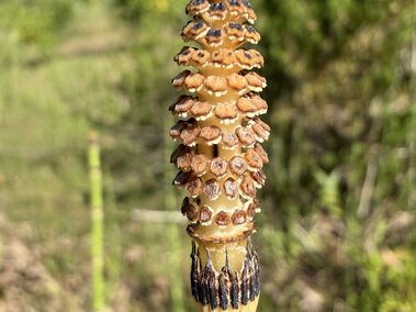 Brown and green scouring rush plant with a cone-shaped spore capsule, set in a grassy field.