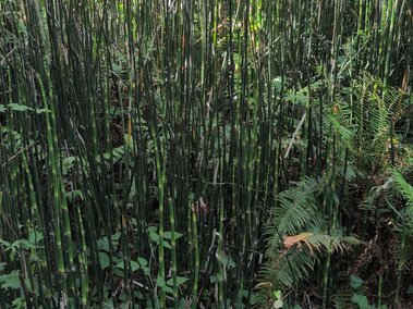 Dense green scouring rush and lush foliage in a sunlit forest setting.