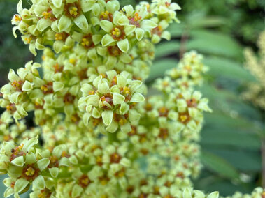 Clusters of small yellow-green flowers with orange centers, surrounded by green foliage.