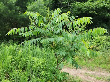 Small smooth sumac bush surrounded by tall grass and dense forest in the background.