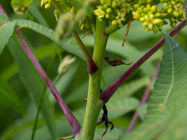 Green plant with a cluster of small yellow flowers, purple stems, and elongated green leaves.