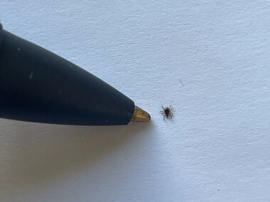 A small tick on white paper next to the tip of a black pen for scale.