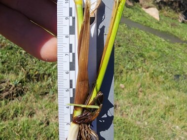 A closeup of the rhizhomes of a creeping foxtail plant with a ruler for scale