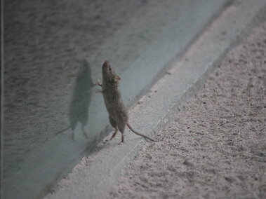 A small house mouse standing on hind legs, facing its reflection in glass, on a rough surface.