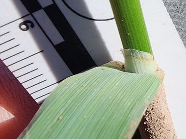 A closeup of the ligule on a creeping foxtail plant