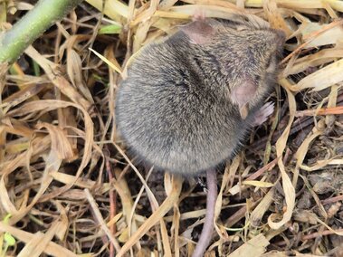 House mouse curled on dry grass and twigs outdoors.