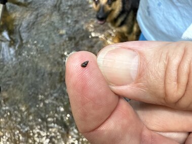 An individual holding a New Zealand mudsnail on their fingertip