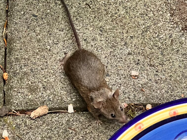Small brown house mouse on a gray pavement near a colorful ceramic plate.