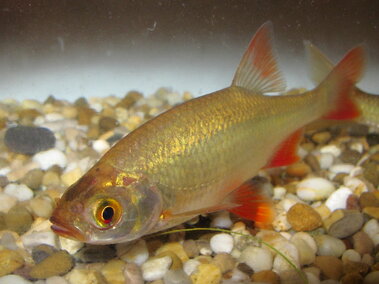 A rudd fish