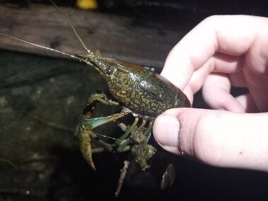 An individual holding a marbled crayfish at the sides of its abdomen.