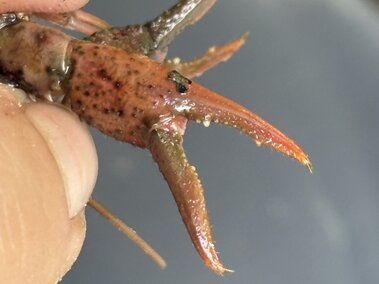 A closeup of a white river crayfish's long, narrow claw