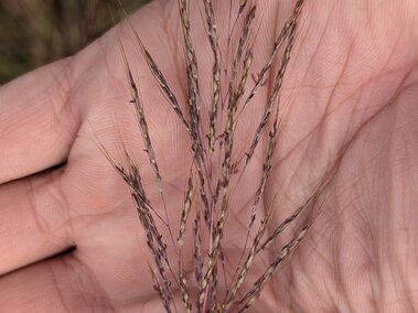 Purple-tinted grass stems held in an open palm.